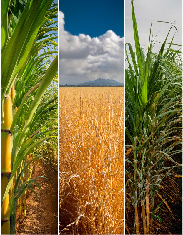 tryptique canne-a-sucre_ble mais – triptych wheat sugar-cane corn tryptique-canne-a-sucre_ble_mais_triptych_wheat_sugar-cane_corn
